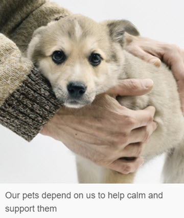 Noise Phobia in Dogs.