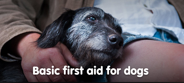 Use after an accident, for stressful situations, trauma. Helps prevent shock and is calming. Can be put on skin if animal is unconscious. Available at www.carolesdoggieworld.com