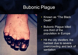 Diseases from fleas