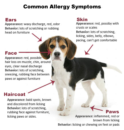 Available from www.carolesdoggieworld.com - Our Calm herbal blend is formulated to provide soothing support for dogs that are easily frightened or experiencing chronic anxiety from dog allergies.