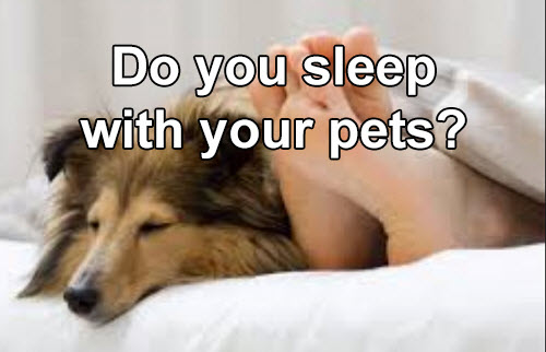 Natural flea powder featuring peppermint & geraniol that safely eliminates fleas from your pets and home. Completely non-toxic and chemical-free. Available from www.carolesdoggieworld.com 