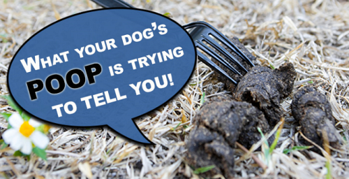 Pick up your own dog poop.