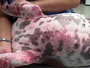 Allergy Flea Dematitis in Dogs.