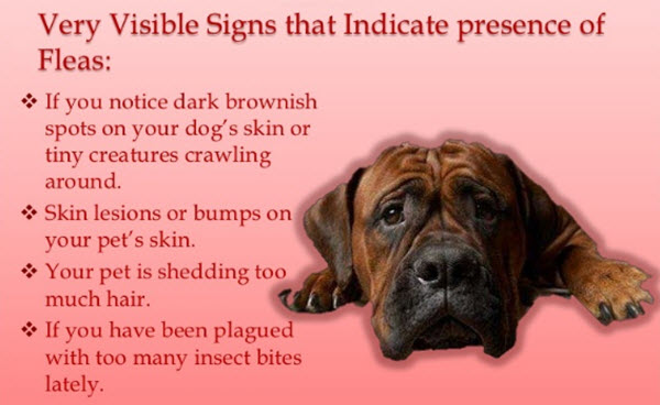 Fleas on Pets