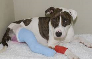   Use after an accident, for stressful situations, trauma. Helps prevent shock and is calming. Can be put on skin if animal is unconscious. Available from www.carolesdoggieworld.com