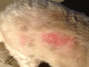  A safe, chemical-free Tag from www.carolesdoggieworld.com used to keep harmful pests and parasites off your pet by utilising your pet's own energy to create a natural barrier to fleas, ticks and mosquitoes.