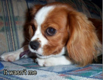 Why has my adult dog decided to pee and poop inside