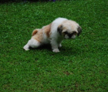 Retraining your dog not to pee inside