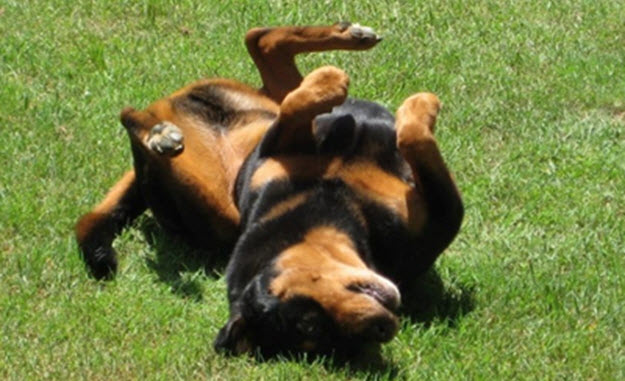 allergy free dog products from www.carolesdoggieworld.com