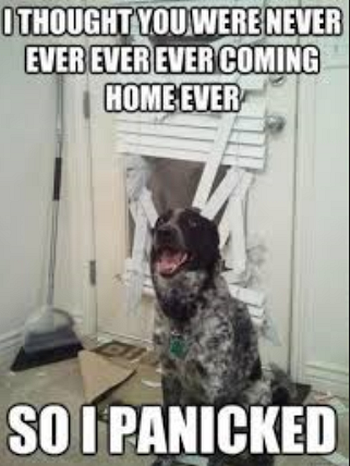 Separation anxiety in dogs