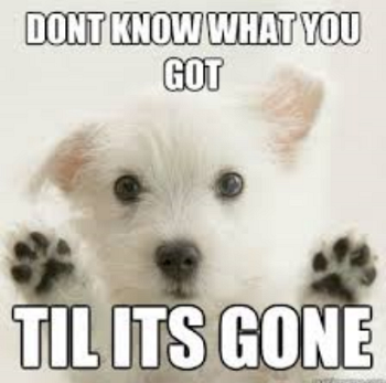 Separation anxiety in dogs