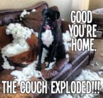 Separation anxiety in dogs