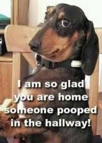 Separation anxiety in dogs