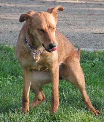 The best remedies for bladder infections in dogs