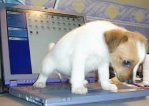 How to stop urine marking inside