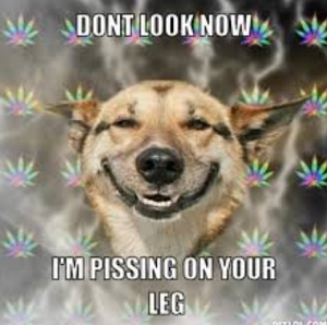 How to stop dogs peeing and inside