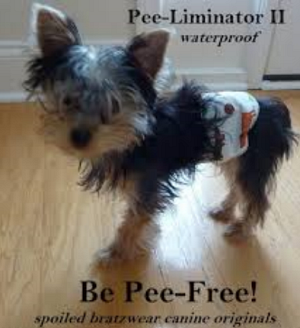 Belly bands stop male dogs territorial marking indoors