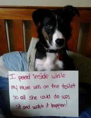 How to stop dogs urine marking inside