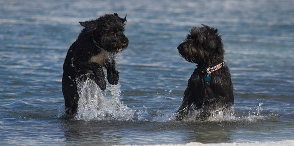 Hyponatremia could kill your pup