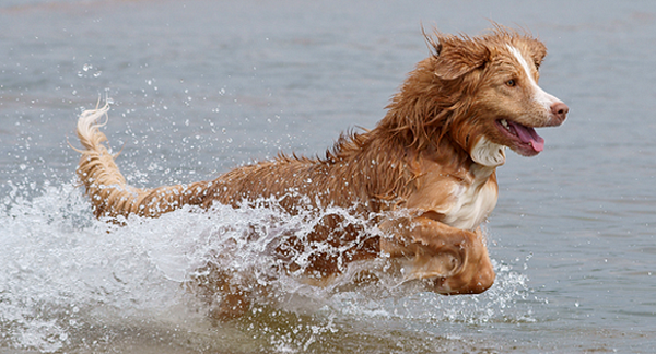 Hyponatremia could kill your pup