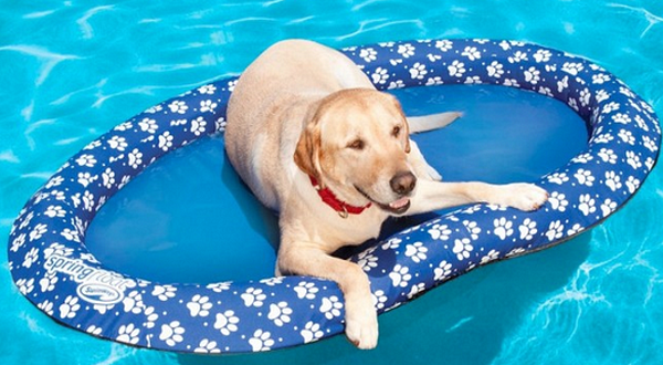 Hyponatremia could kill your pup