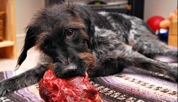 Hyponatremia could kill your pup