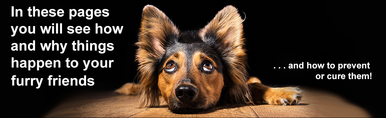 Carole's Doggie World will show you how to help your dog